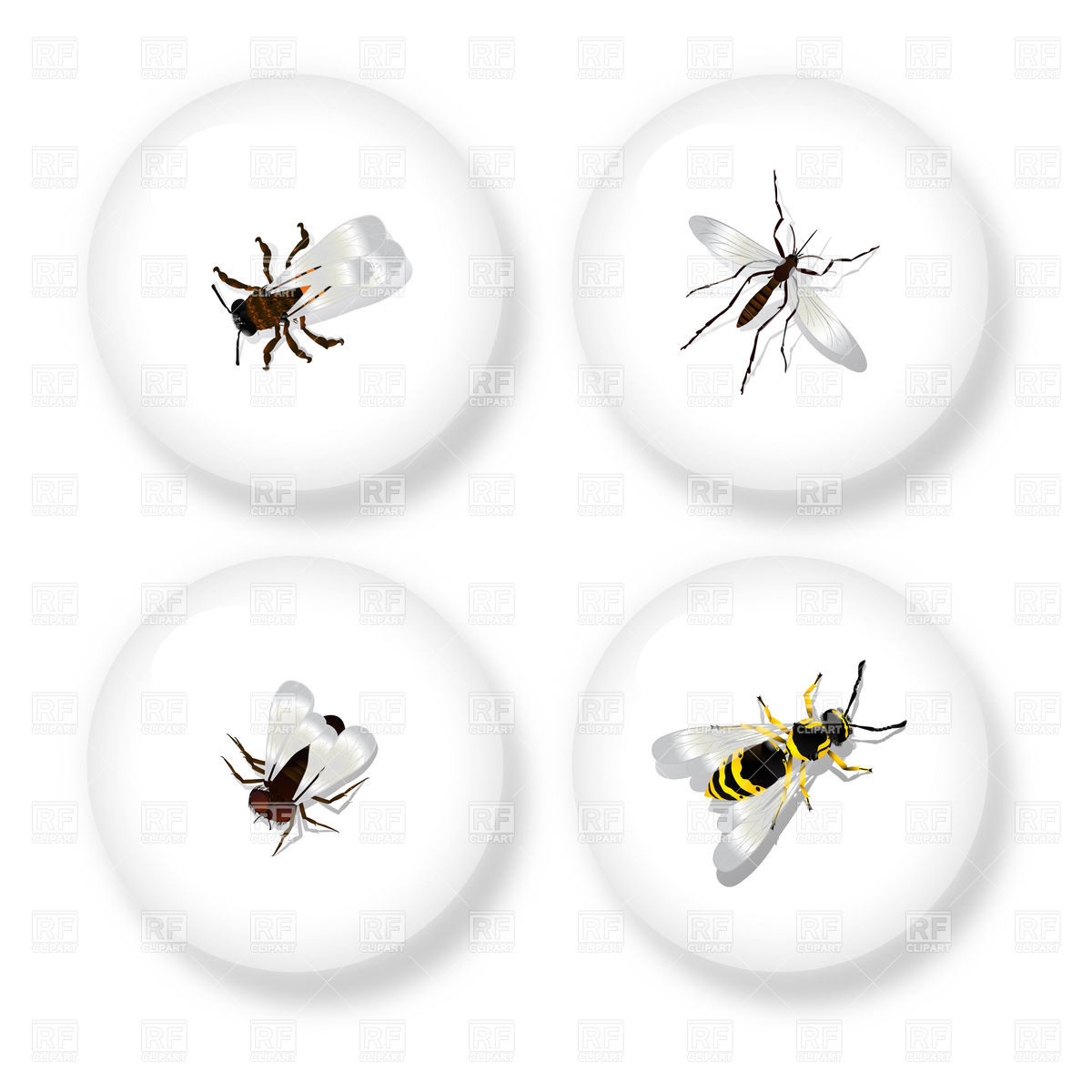 Flying Insects   Wasp Bee Mosquito And Fly Vector