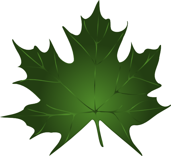Green Maple Leaf Clip Art At Clker Com   Vector Clip Art Online