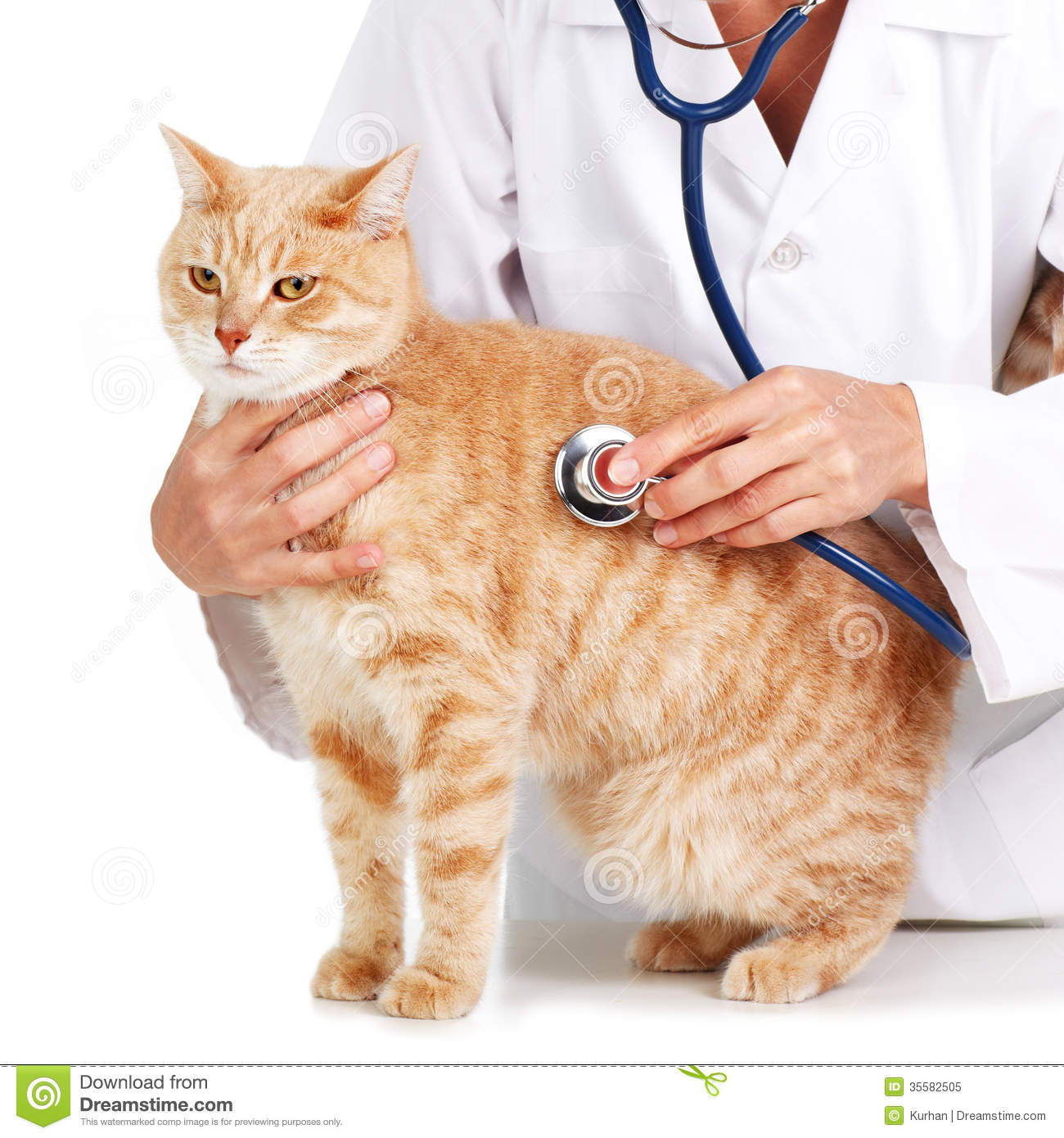 Red Cat With Veterinarian Doctor  Veterinary Clinic