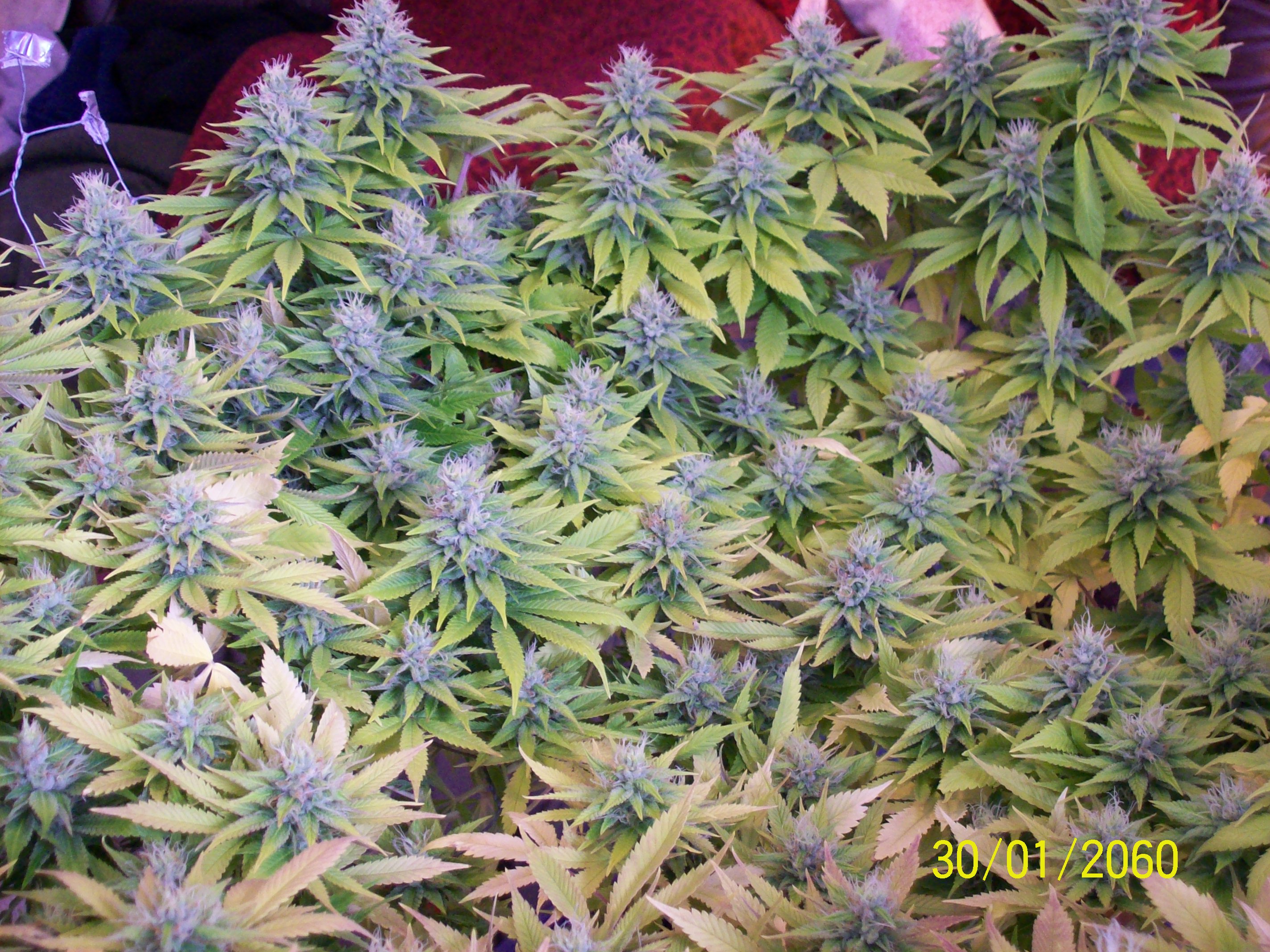 Blueberry Trainwreck Strain Cake Ideas And Designs
