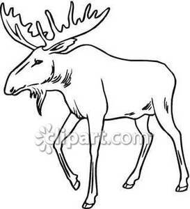 Classic Black And White Moose   Royalty Free Clipart Picture