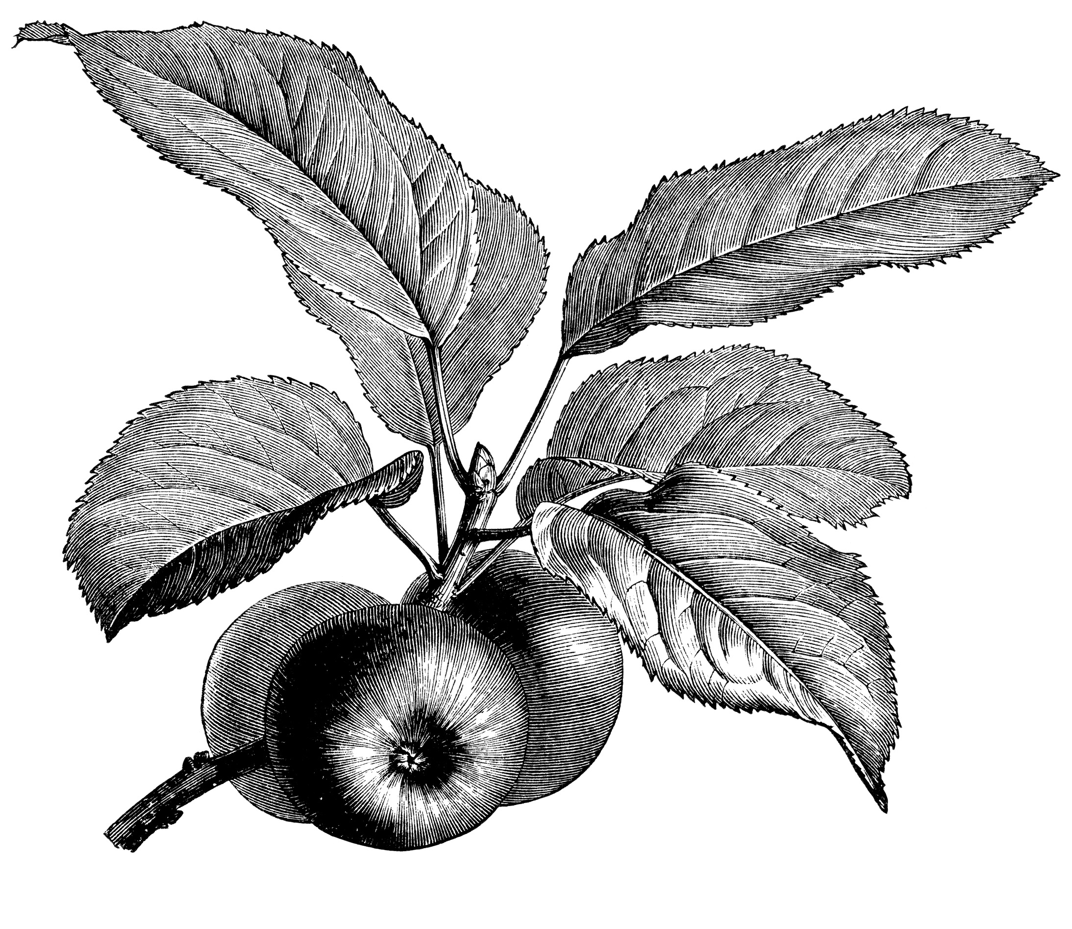 Fruiting Branch Of Apple Vintage Apple Clip Art Black And White