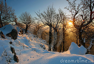 Winter Landscape On A Sunset With Trees