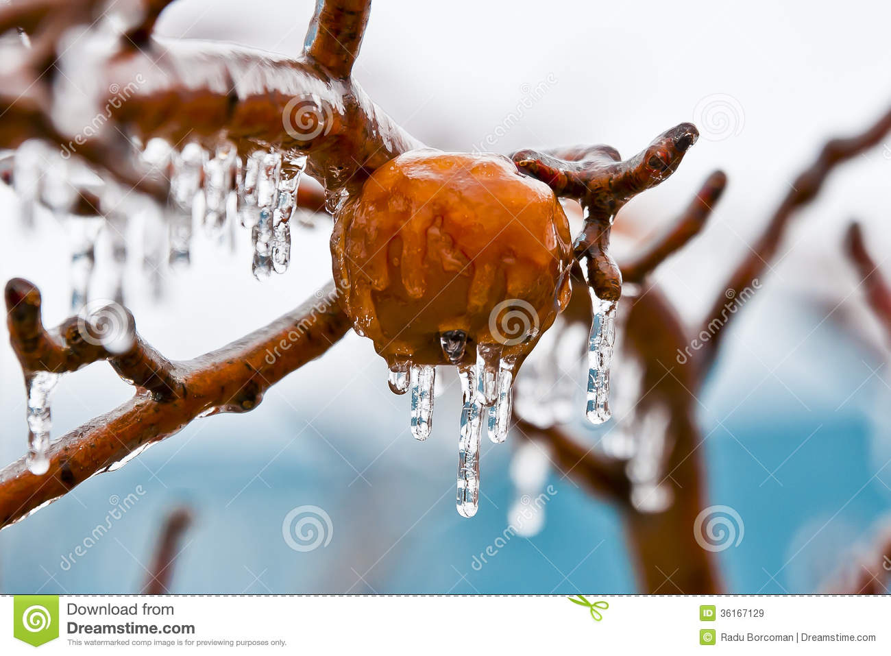 Apples In Freezing Rain Royalty Free Stock Images   Image  36167129