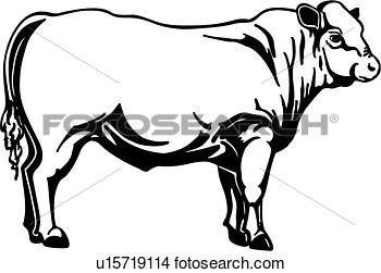 Clipart    Cattle Animal Breeds Bull Charlois Farm Livestock