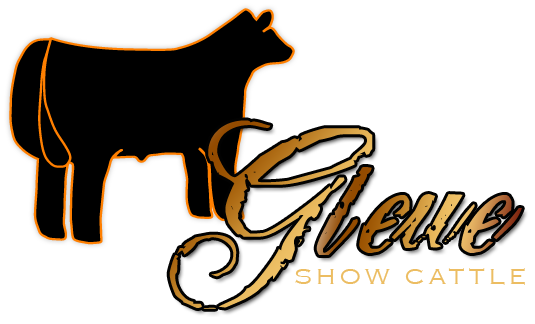 Gleue Show Cattle   Welcome