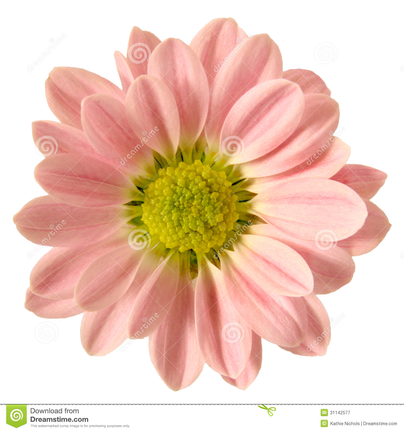 Isolated Pink Daisy Royalty Free Stock Photography   Image  31142577