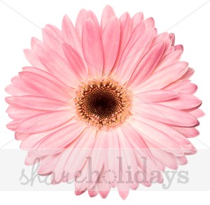 Pink Daisy Clipart   Easter Clipart