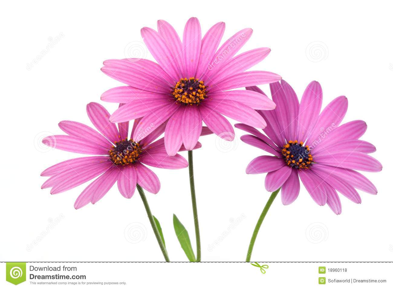 Pink Daisy Flower Royalty Free Stock Photos   Image  18960118