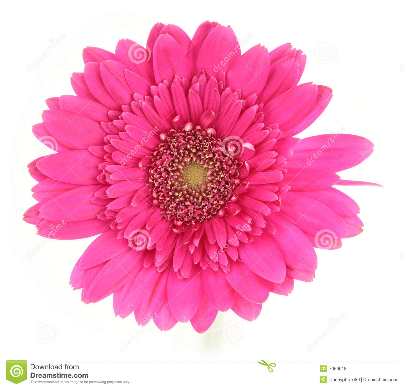 Pink Daisy Royalty Free Stock Photos   Image  7059018