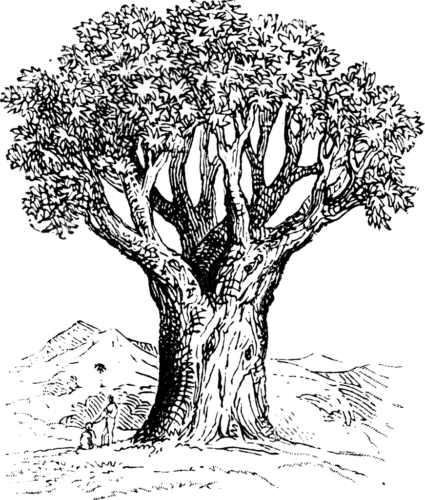 Tree Of Knowledge Symbol  Tree Of Life Drawing  Tree Clipart  Tree    