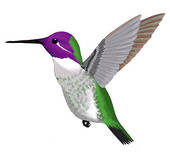 Costas Hummingbird   Clipart Graphic
