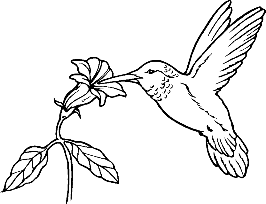 Hummingbird Drawings   Clipart Best