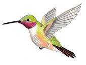 Hummingbird Illustrations And Clipart