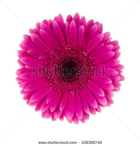 Pink Daisy Flower Clipart Pink Daisy Flower Isolated On White   Stock