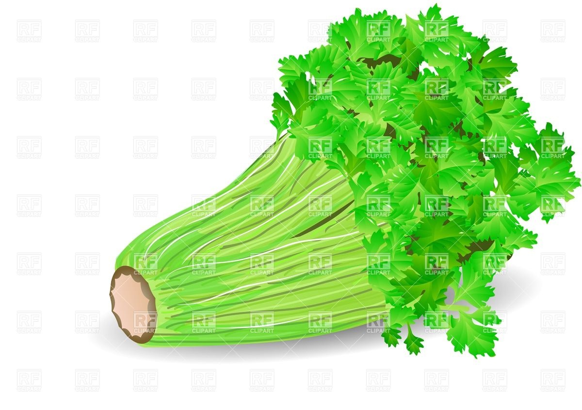 Bunch Of Fresh Celery Isolated On White Background Download Royalty