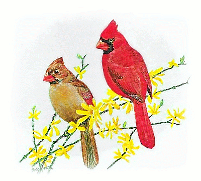 Cardinal   Http   Www Wpclipart Com Animals Birds U S  Common Cardinal