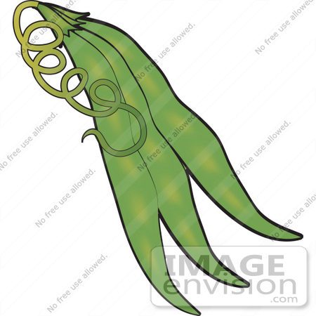 Clipart Of A Cluster Of Three Bean Pods And A Twisty Vine    33431 By