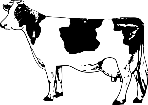 Cow Coloring Pages 3