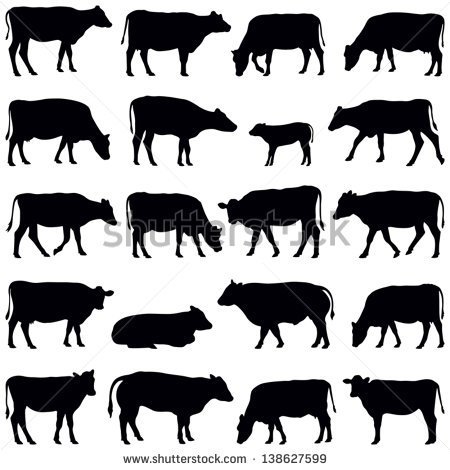 Cow Stock Photos Images   Pictures   Shutterstock
