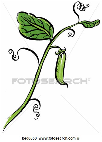 Drawing Of Pea Vine Bed0053   Search Clipart Illustration Fine Art