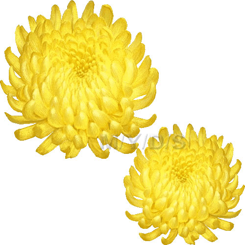 Irregular Incurve Chrysanthemum Mum Clipart Picture   Large