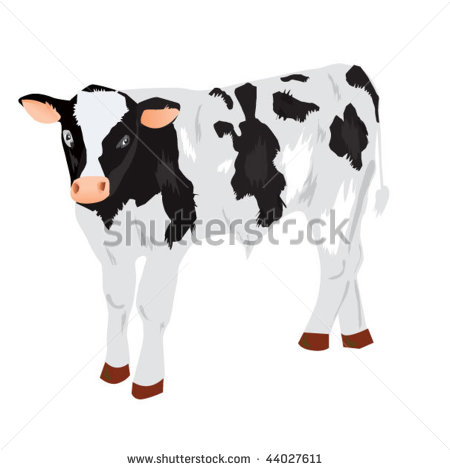 Little Cow Calf Vector Illustration   Stock Vector