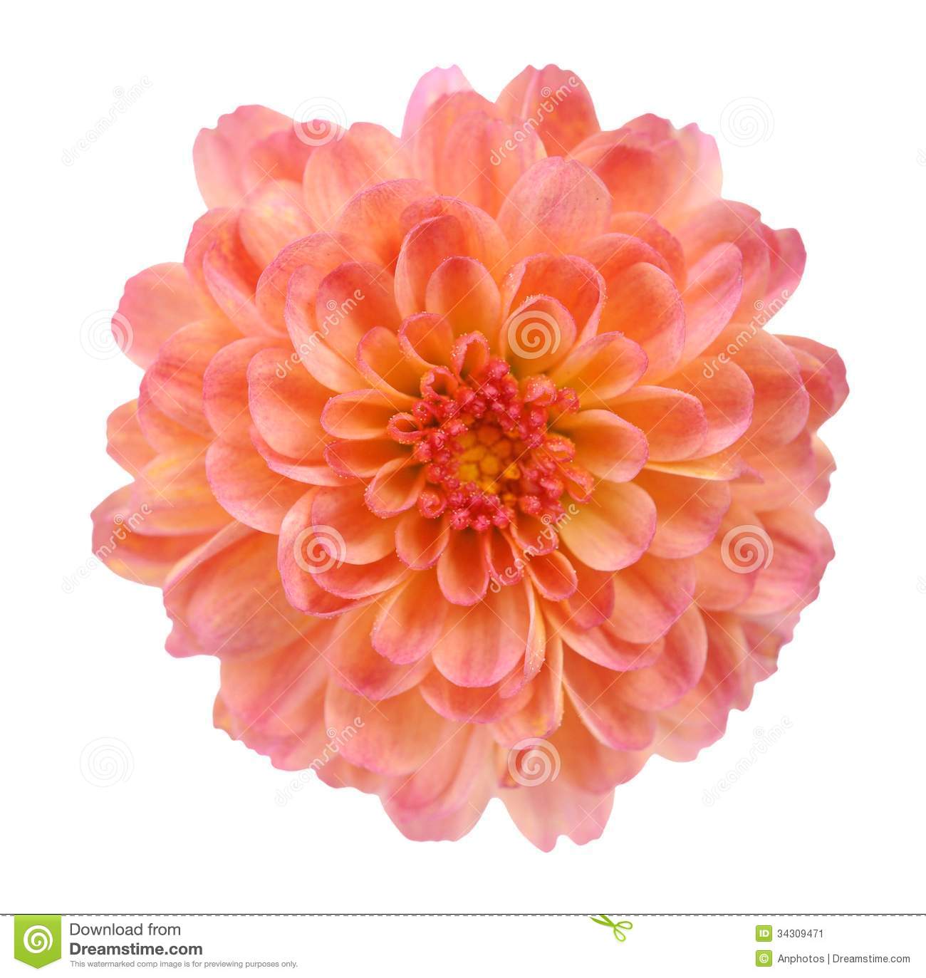 Orange Mum Flower Stock Image   Image  34309471