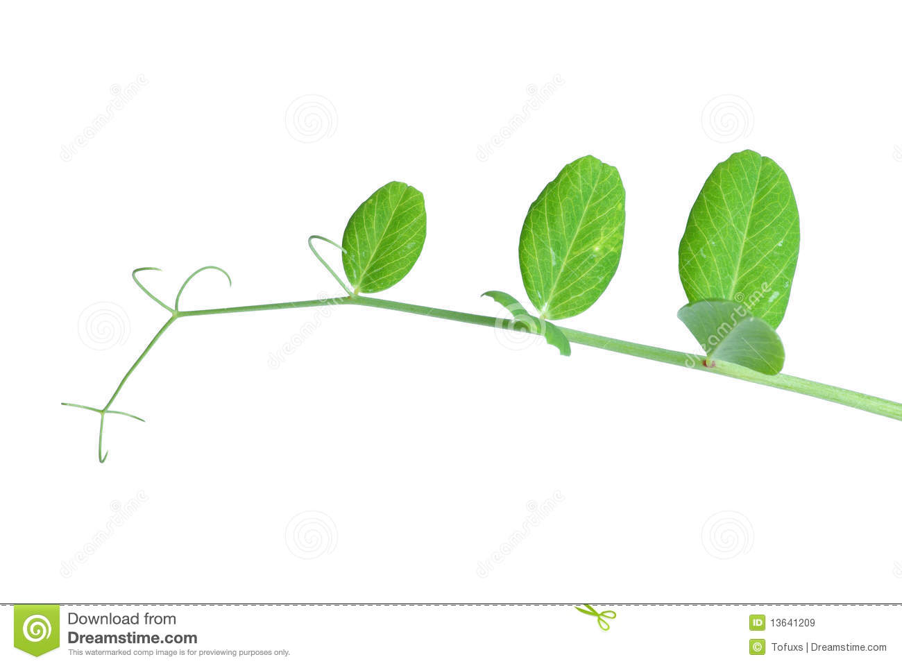 Pea Vine Royalty Free Stock Images   Image  13641209