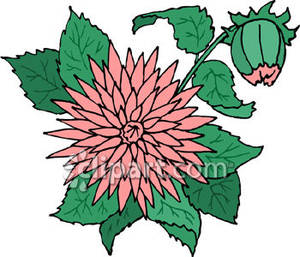 Pink Spider Mum Flower   Royalty Free Clipart Picture