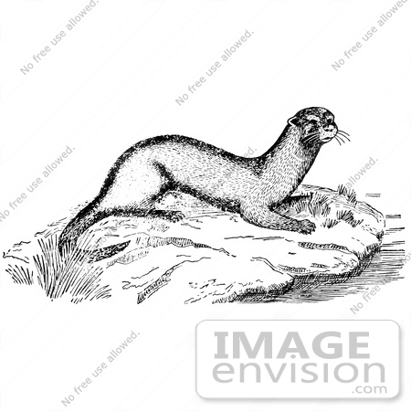 River Otter Clipart  61550 Clipart Of An Otter On