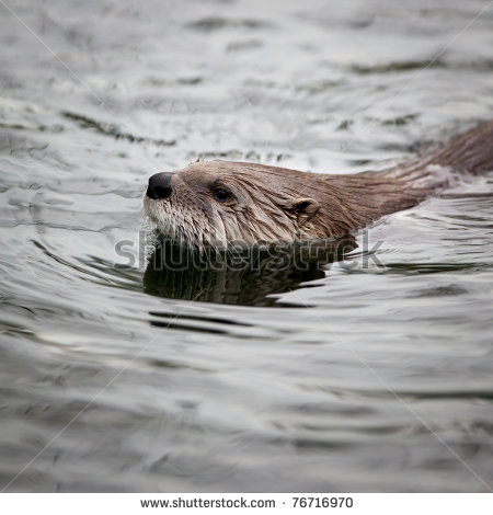 River Otter Clipart Eurasian River Otter