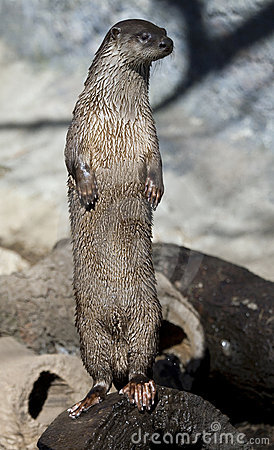 Standing River Otter Stock Photography   Image  8644552