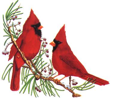 Two Cardinals On Pine Branch W White Bg  22k