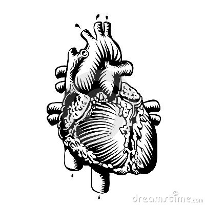 Anatomy Heart Royalty Free Stock Photography   Image  21744837