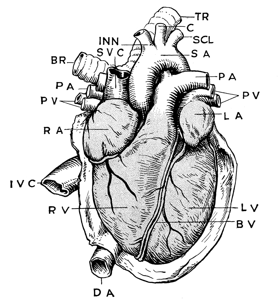 Anatomy Of Heart   Clipart Etc