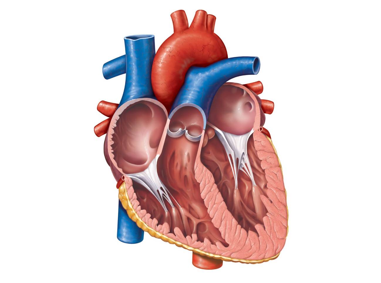 Anatomy Of The Heart Unlabeled   Free Cliparts That You Can Download