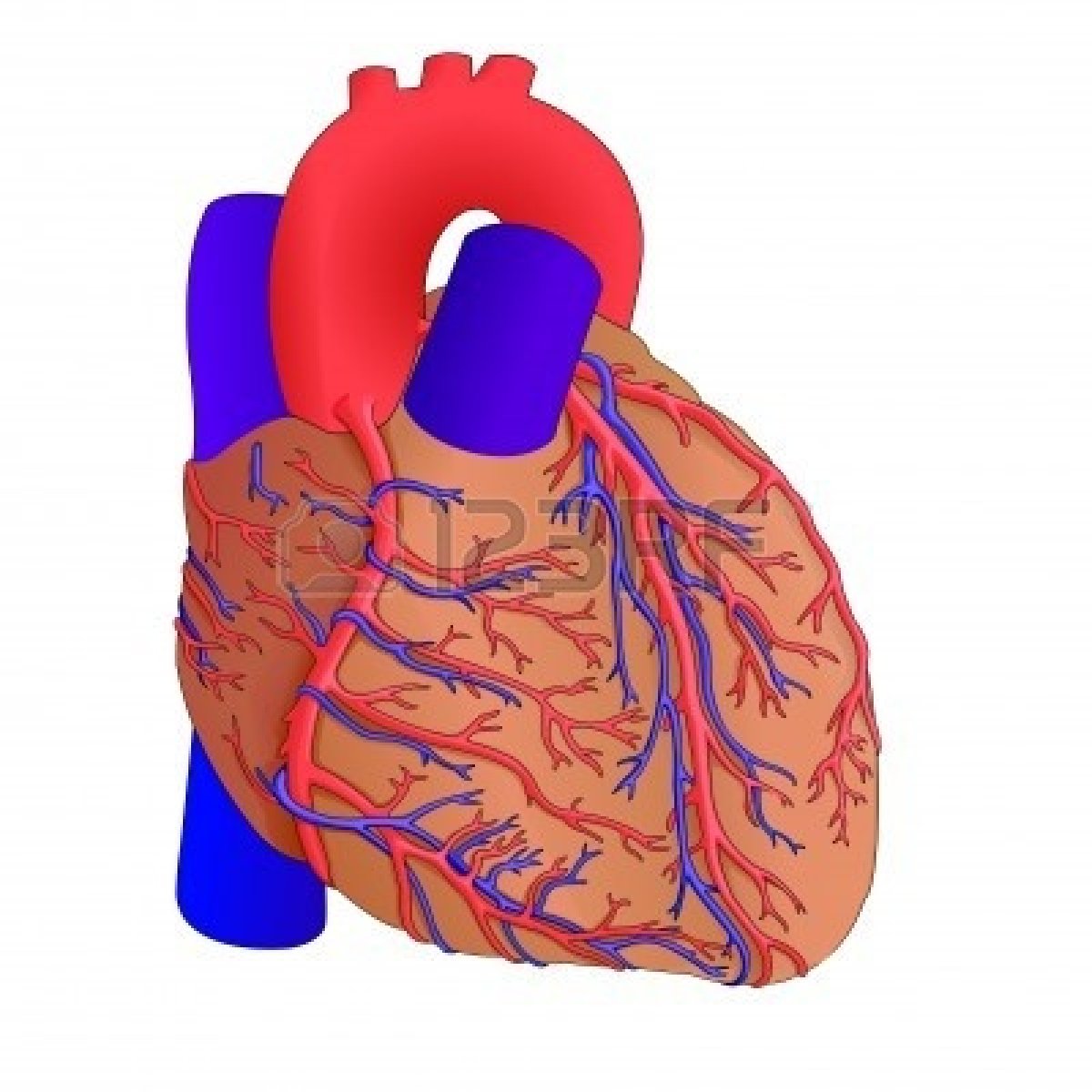 Animated Human Heart Clipart Human Heart Anatomy Cliparts Stock Vector    