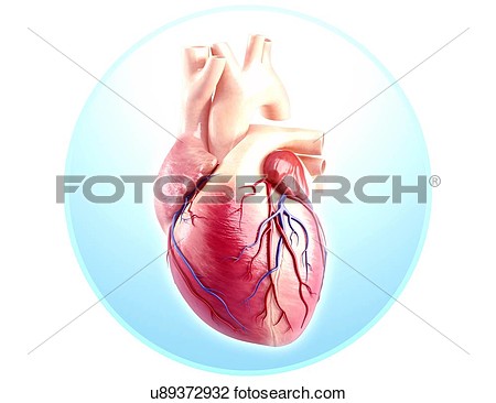 Clip Art   Human Heart Anatomy Artwork  Fotosearch   Search Clipart    