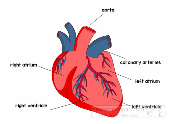 Download Anatomy Heart Labeled Clipart