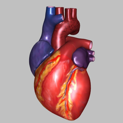 Health Care  Human Heart Anatomy Pics