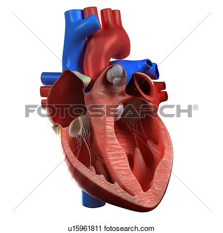 Heart Anatomy Artwork View Large Illustration