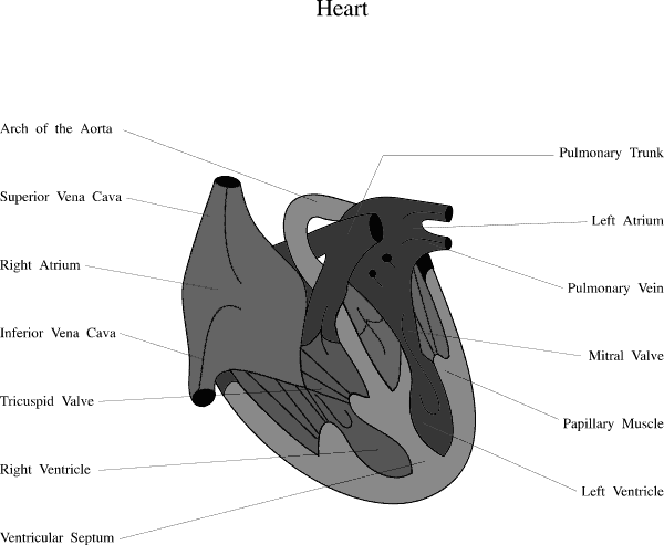 Heart Heart Medical Diagram 3 A Public Domain Png Image