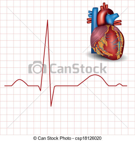 Heart Normal Rhythm And Heart Anatomy    Csp18126020   Search Clipart