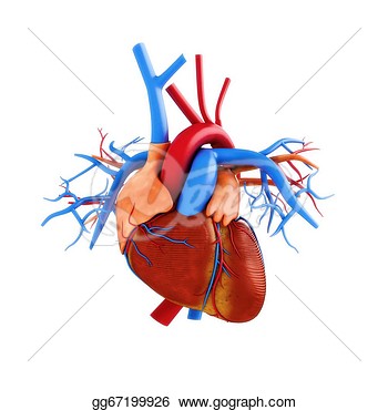 Human Heart Anatomy Illustration  Stock Clipart Gg67199926   Gograph