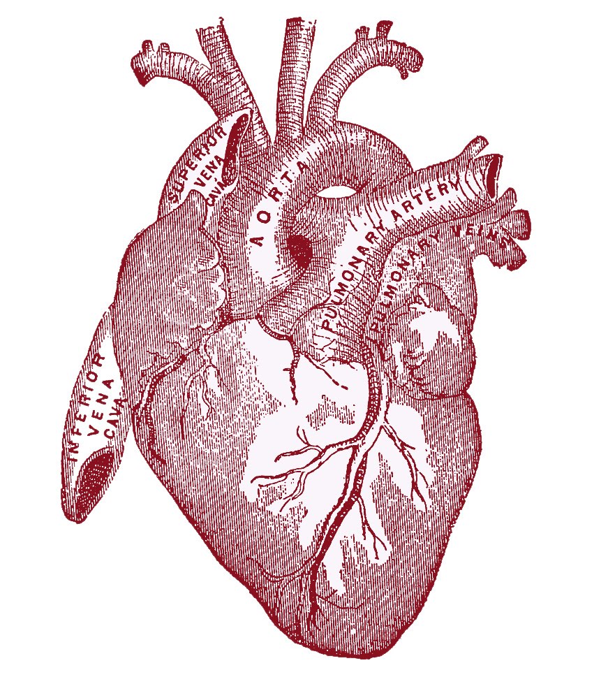 Vintage Graphic Image   Anatomy Heart   The Graphics Fairy