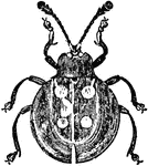 An Illustration Of A Eumorphus Ivguttatus Beetle