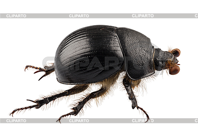 Earth Boring Dung Beetle Species Geotrupes Stercorarius In High