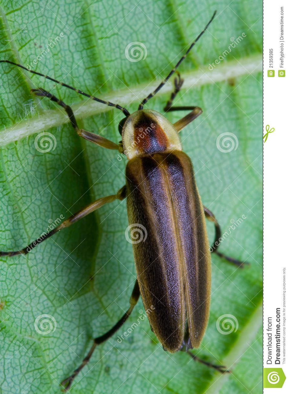 Firefly   Lightning Bug On Leaf Royalty Free Stock Photo   Image    