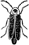 Firefly Or Lightning Bug  Adult   Davison 1906